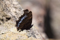 Kaniska canace nojaponicum