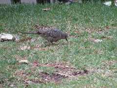 Columbina inca