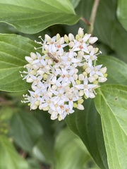 Cornus sericea