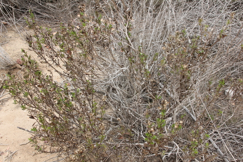 Image of Hazardia orcuttii by (c) Millie Basden, some rights reserved (CC BY)