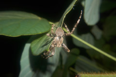 Araneus uyemurai