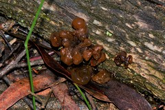 Phaeotremella fimbriata