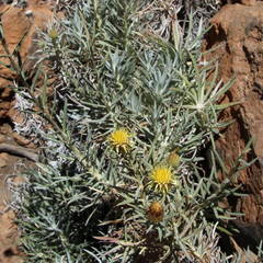 Carlina xeranthemoides image