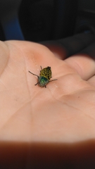 Buprestis confluenta