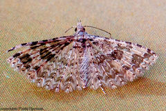 Alucita montana
