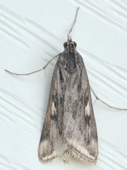 Loxostege munroealis