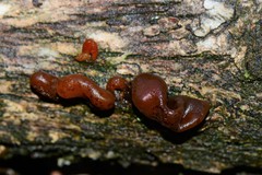 Phaeotremella fimbriata