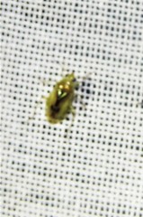 Proba vittiscutis