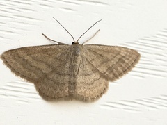 Scopula luteolata