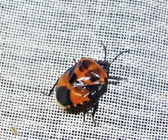 Catacanthini