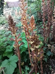 Orobanche laxissima