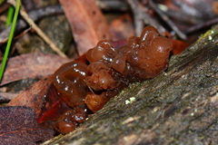Phaeotremella fimbriata