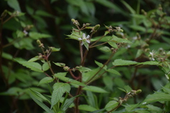 Rubus sumatranus