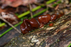 Phaeotremella fimbriata