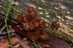 Phaeotremella fimbriata