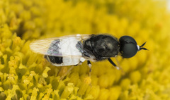 Nemotelus pantherinus