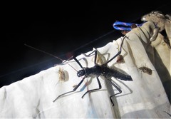 Autolyca pallidicornis