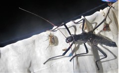 Autolyca pallidicornis