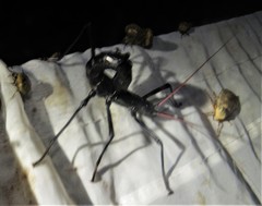 Autolyca pallidicornis