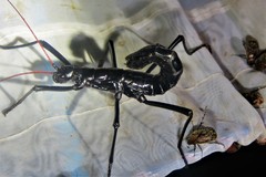 Autolyca pallidicornis