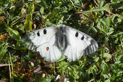 Parnassius nordmanni