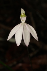 Caladenia catenata
