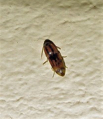 Conoderus bellus