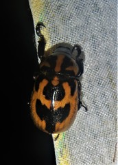 Cyclocephala mafaffa