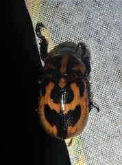 Cyclocephala mafaffa