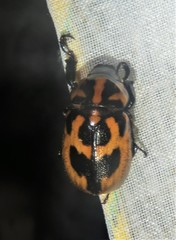 Cyclocephala mafaffa