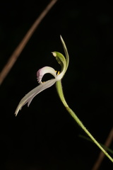 Caladenia catenata