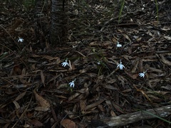 Caladenia catenata