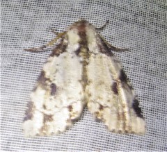 Stibaera