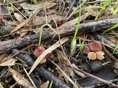 Mycena kuurkacea