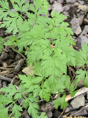 Dicentra eximia