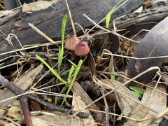 Mycena kuurkacea
