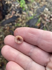 Mycena kuurkacea