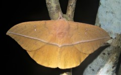 Lonomia columbiana