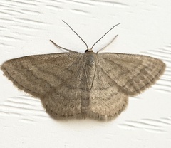 Scopula luteolata