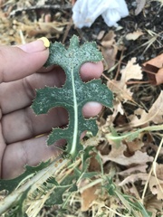 Lactuca serriola
