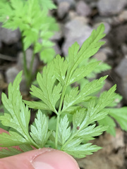 Dicentra eximia