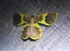 Opisthoxia asopis