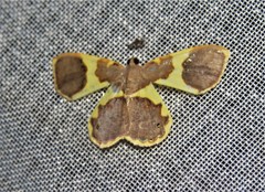 Opisthoxia asopis
