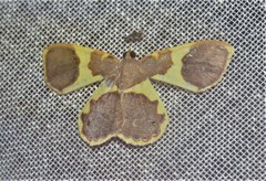 Opisthoxia asopis