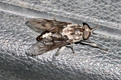 Tabanus trimaculatus