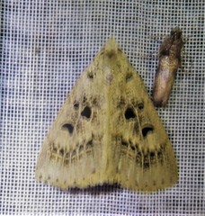 Herminodes atrosignata