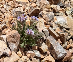 Polemonium chartaceum