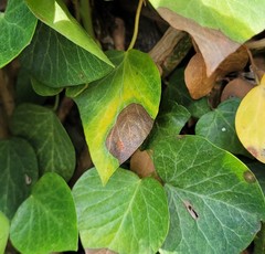 Colletotrichum trichellum