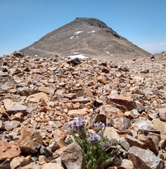 Polemonium chartaceum