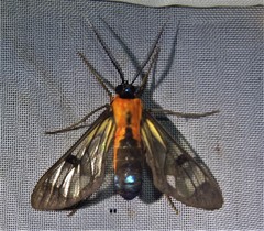 Cosmosoma impar